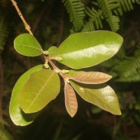 Psidium guineense Sw.